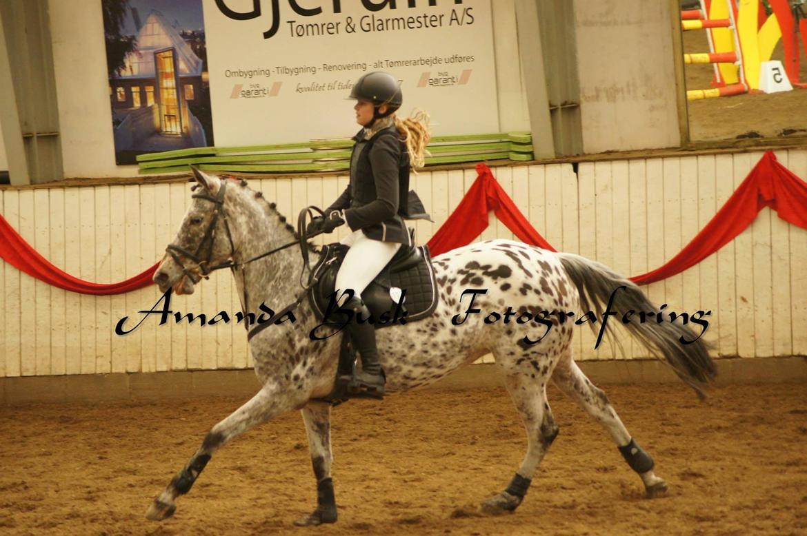 DSP Spotlights Donna - Ponypåske i Silkeborg. Donna er lidt ivrig, hihi. FOTO: AMANDA BUSK billede 2