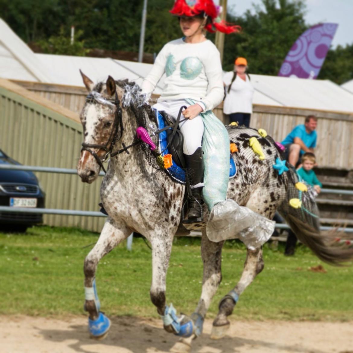 DSP Spotlights Donna - Landsskuet i Herning 2013! Den lille havfrue og hendes søhest billede 13