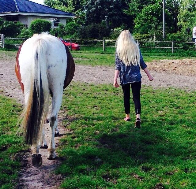 Pinto Hvedholms Figaro billede 15