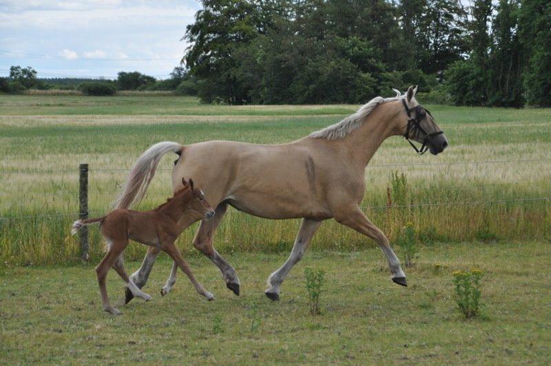 Frederiksborg Nytoftgaards Shakira billede 5