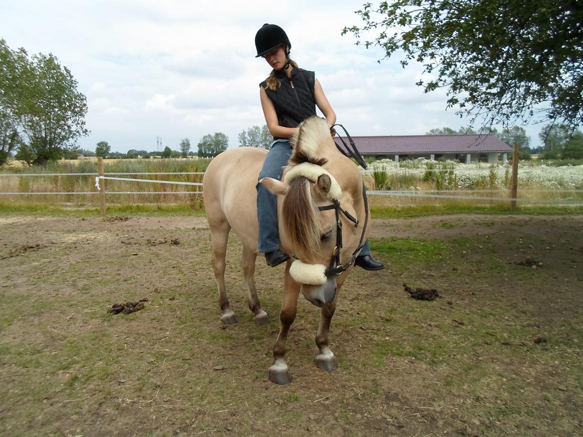 Fjordhest Stella billede 20