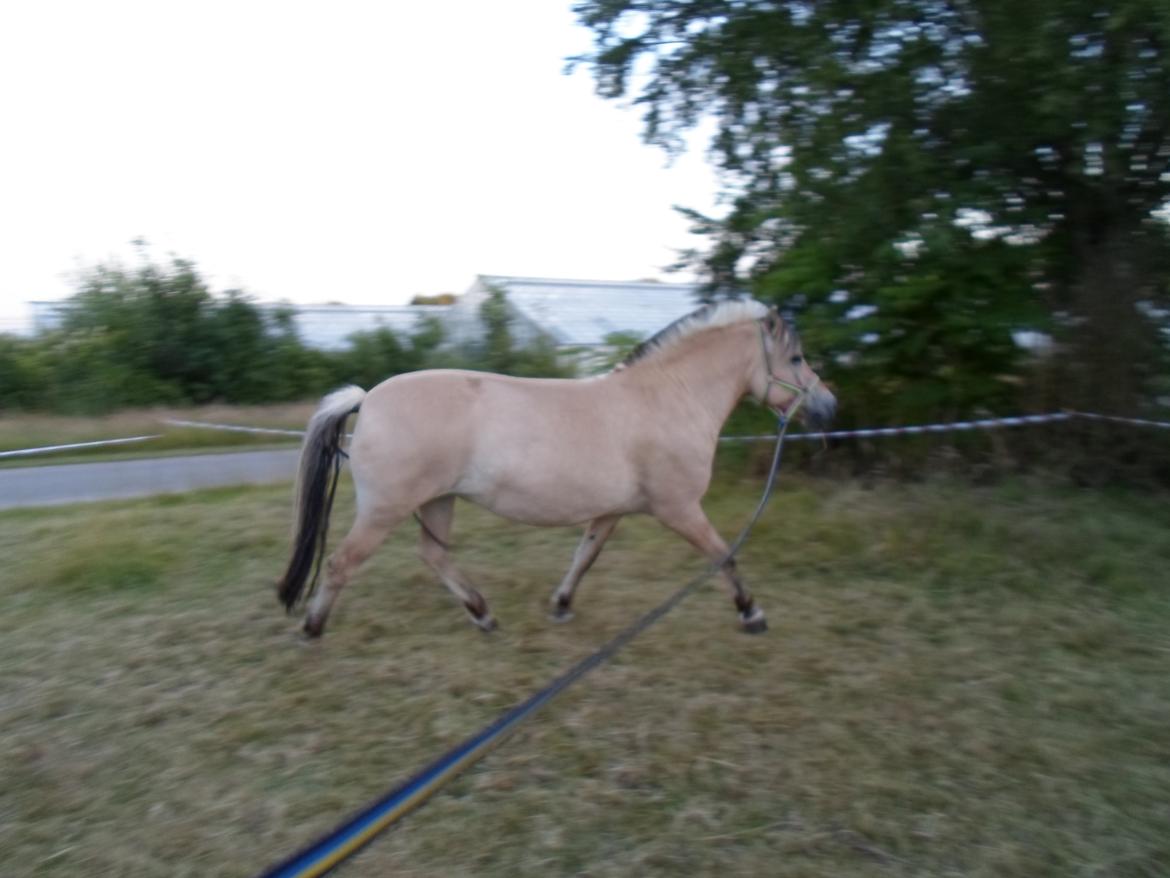 Fjordhest Stella billede 14