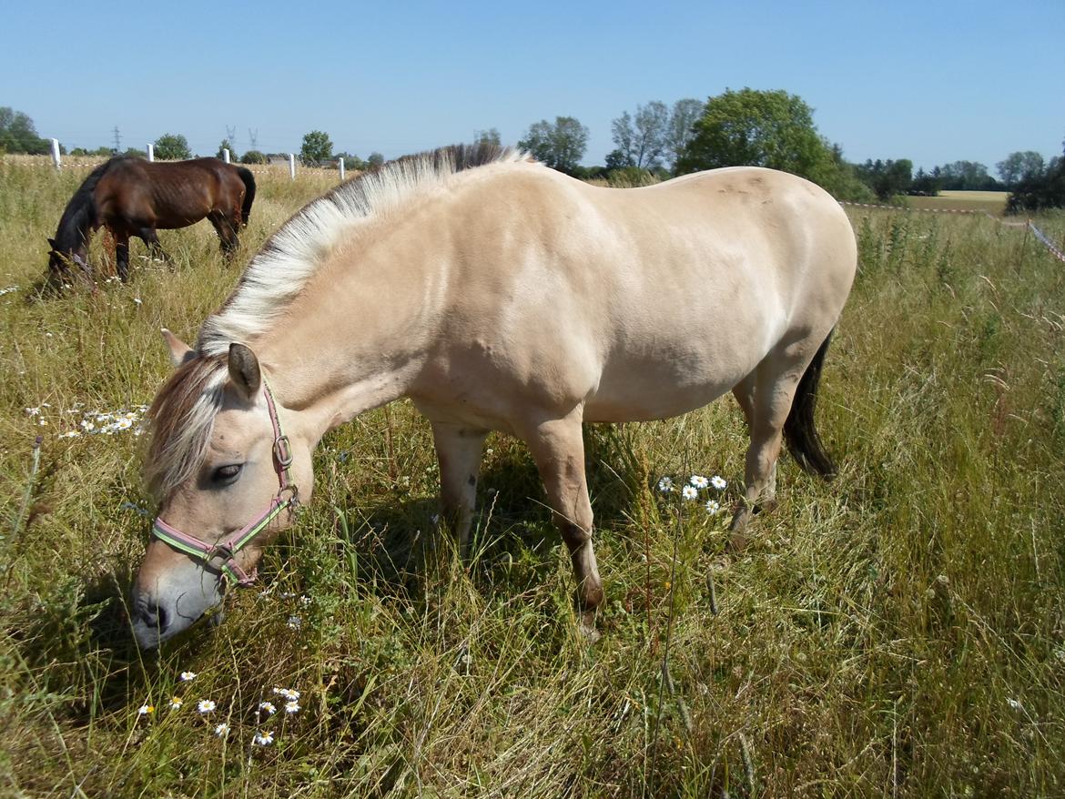 Fjordhest Stella billede 19