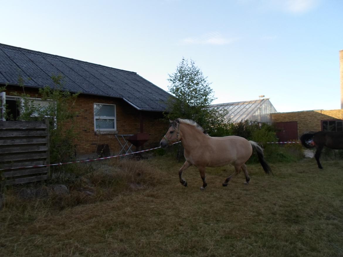 Fjordhest Stella billede 10