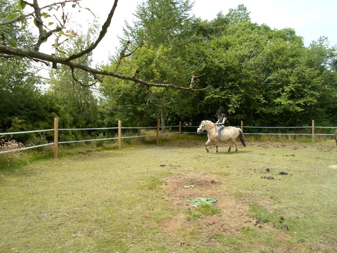 Fjordhest Stella billede 17