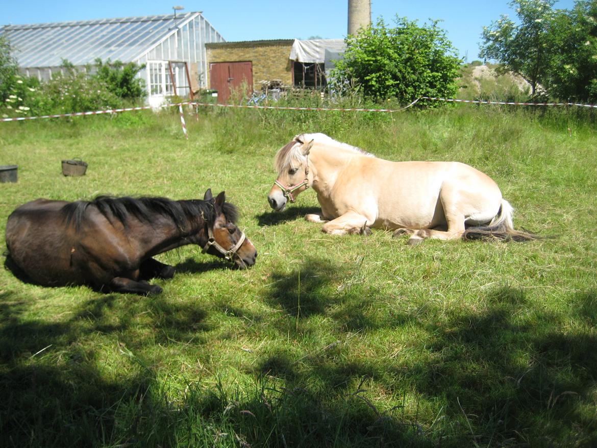 Fjordhest Stella billede 7