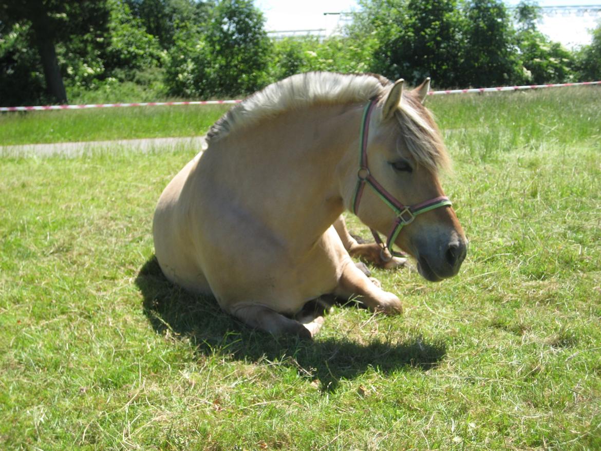 Fjordhest Stella billede 9