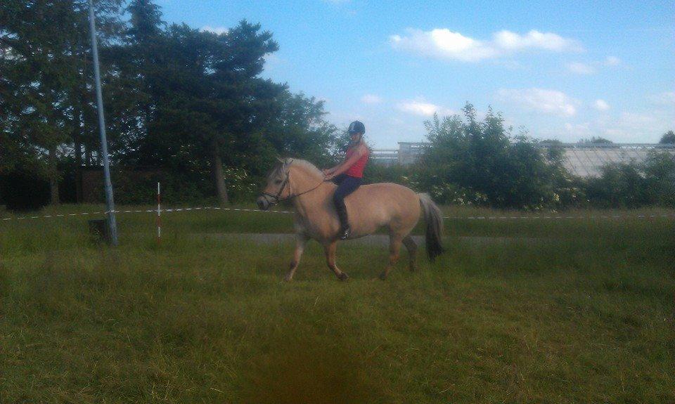 Fjordhest Stella billede 16