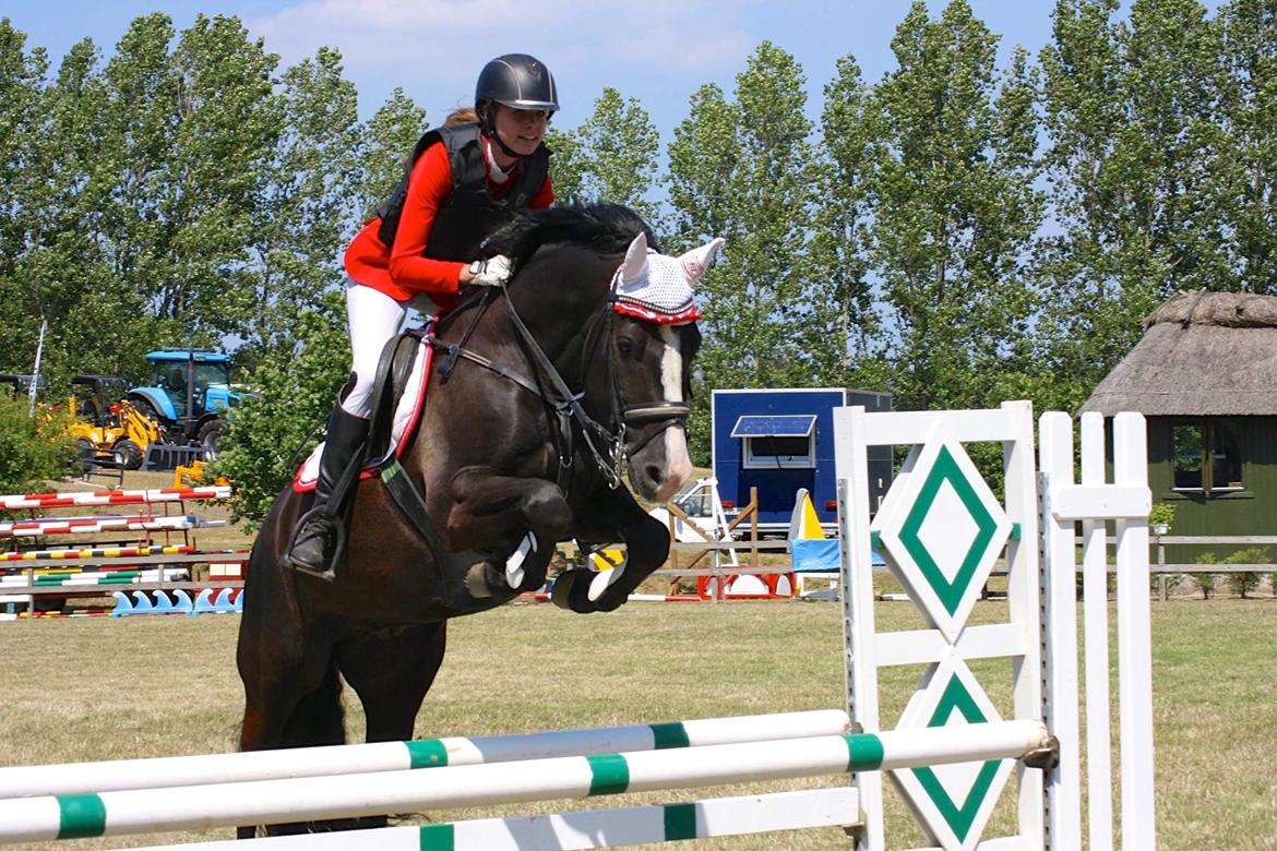 Anden særlig race Nygaards Beckham - D4 Horseshow 2014, LA*. Billedet er taget af Anna Wieth Christensen/Catrine Larsen. billede 5