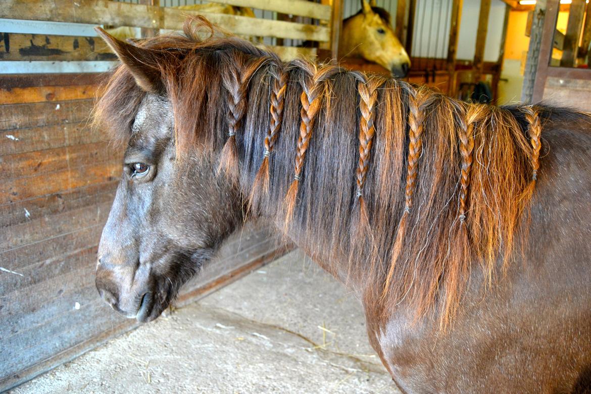 Islænder Röskva [Tidl. part] - Indianer pony - Juni 2014 billede 20
