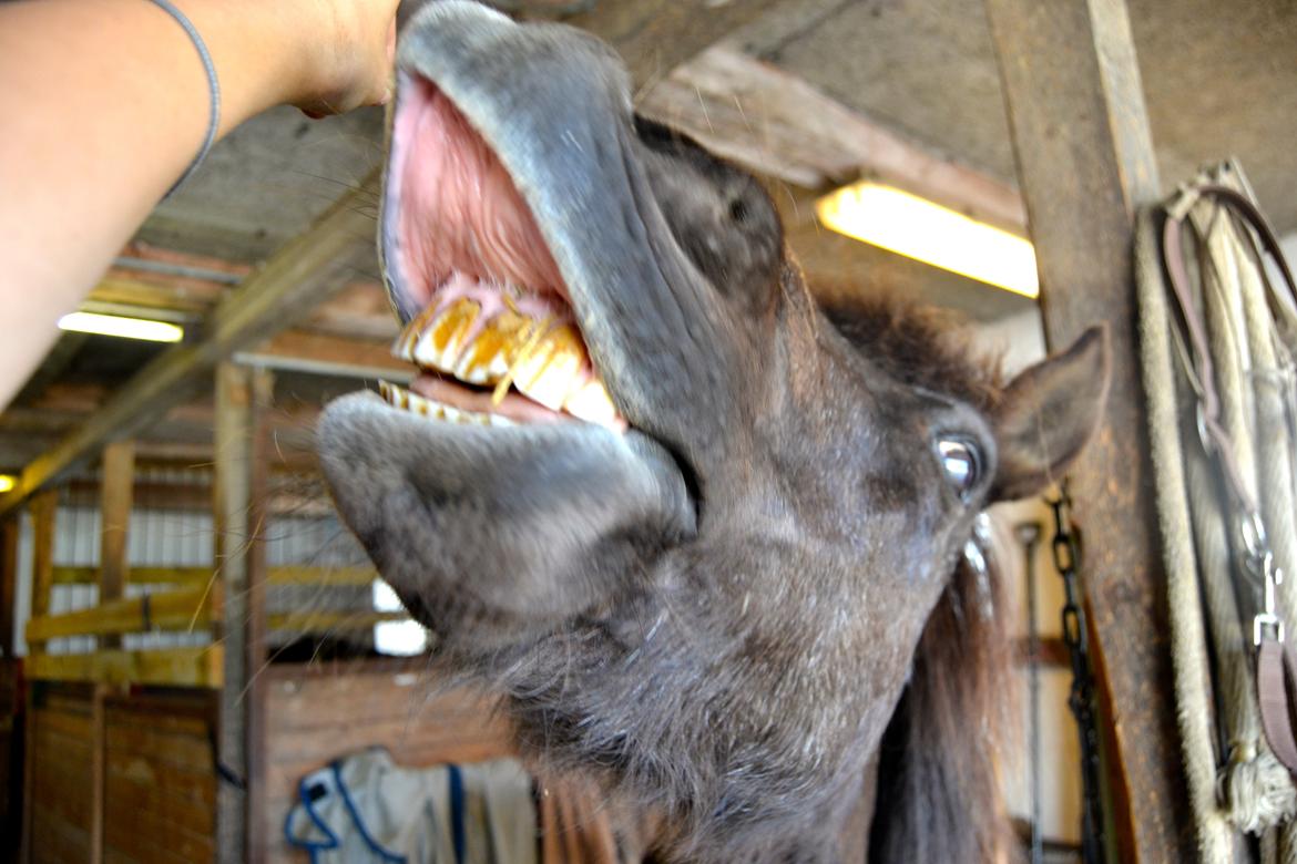 Islænder Röskva [Tidl. part] - Juni 2014  billede 22