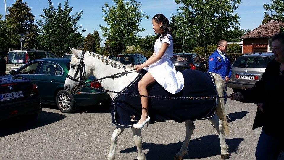Anden særlig race Pinochio billede 3