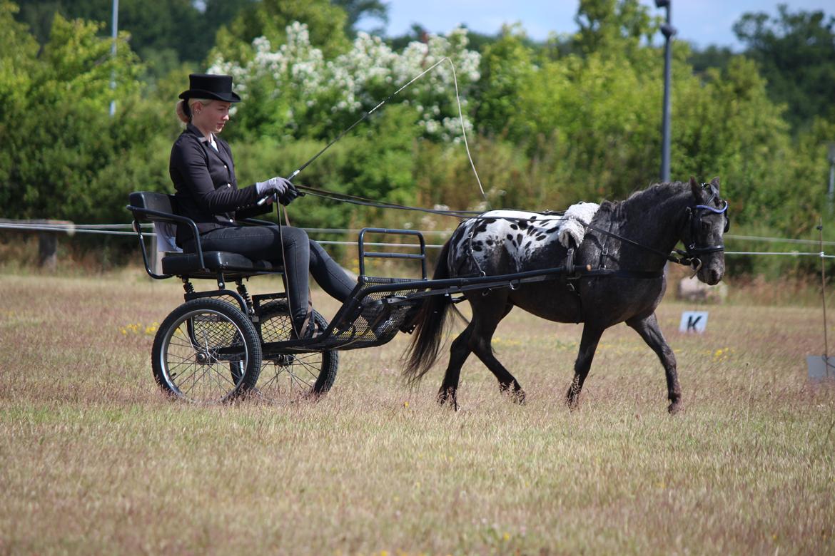 Knabstrupper Moselunds Jasmin billede 1