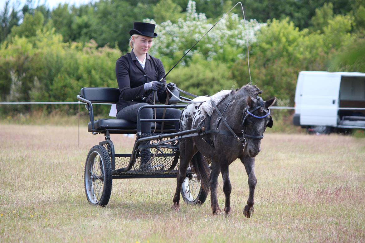 Knabstrupper Moselunds Jasmin billede 2