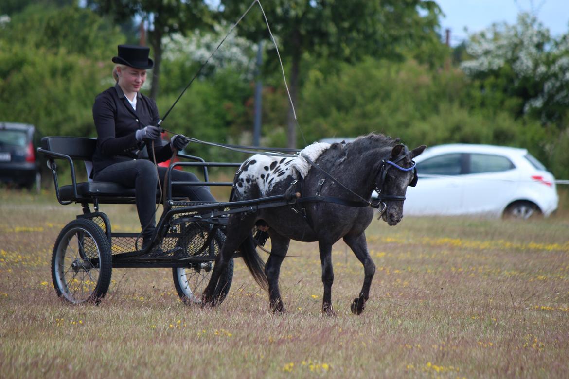 Knabstrupper Moselunds Jasmin billede 3
