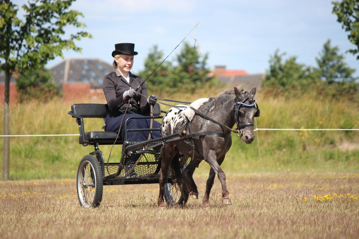 Knabstrupper Moselunds Jasmin billede 4