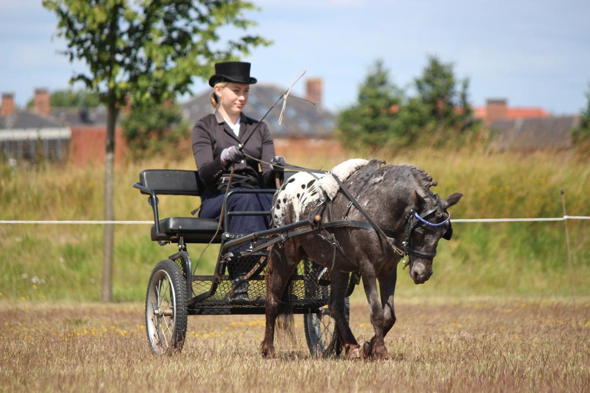 Knabstrupper Moselunds Jasmin billede 6