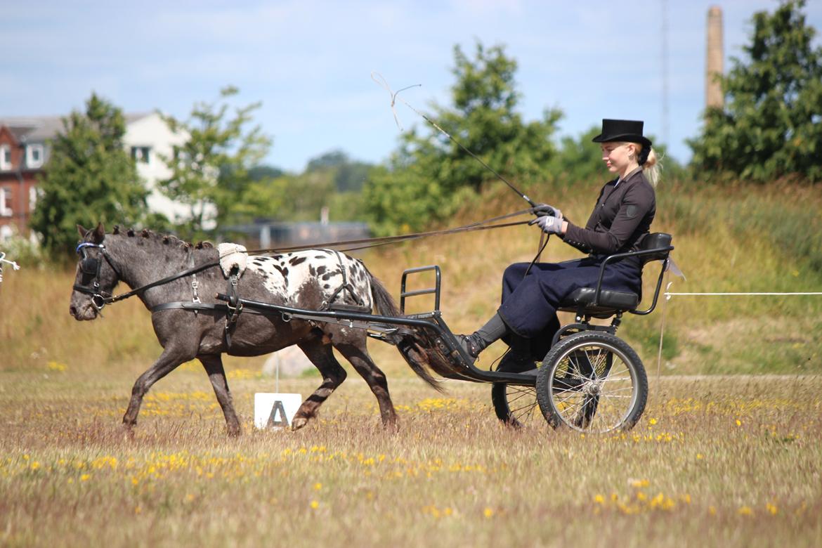 Knabstrupper Moselunds Jasmin billede 5