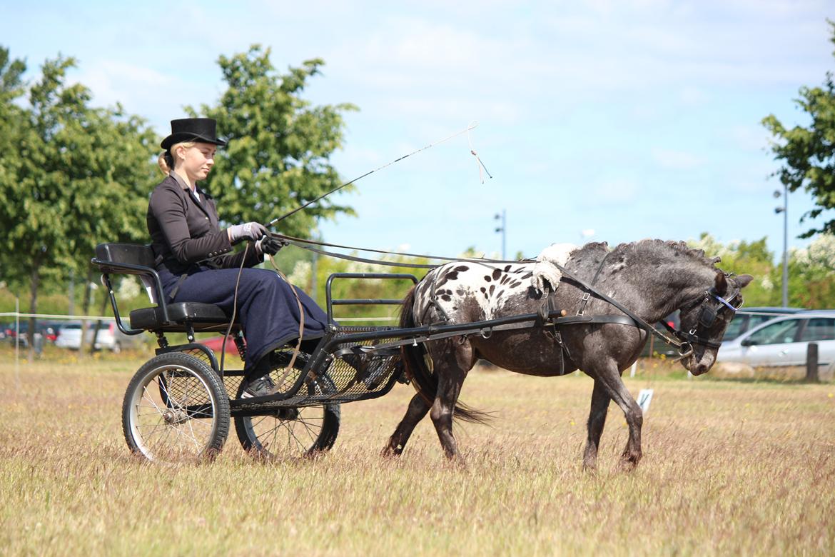 Knabstrupper Moselunds Jasmin billede 7