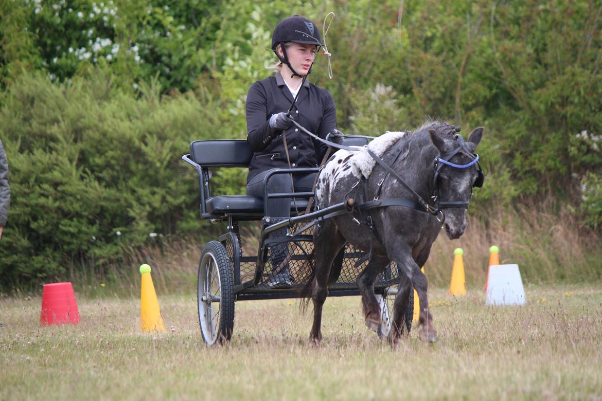 Knabstrupper Moselunds Jasmin billede 8