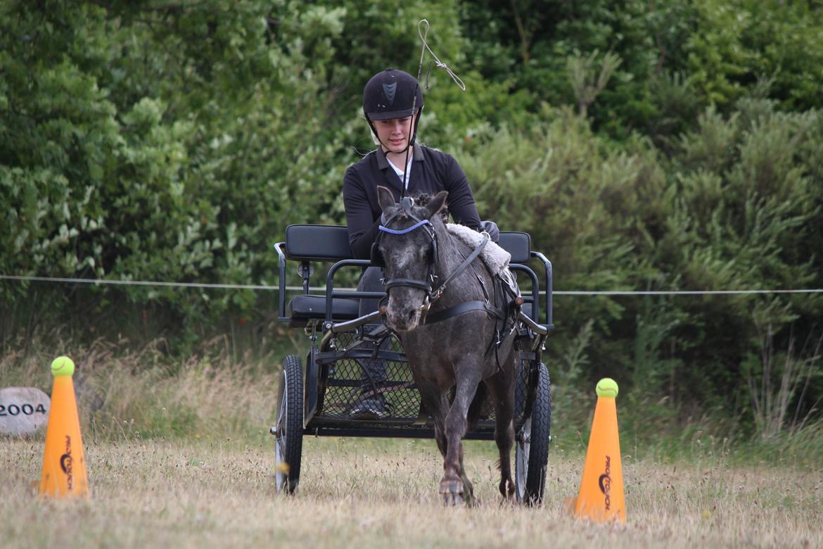 Knabstrupper Moselunds Jasmin billede 10