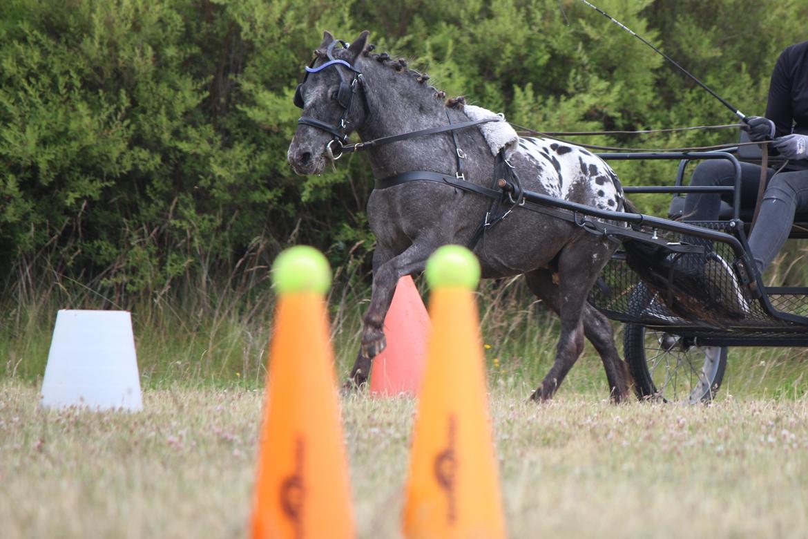 Knabstrupper Moselunds Jasmin billede 11