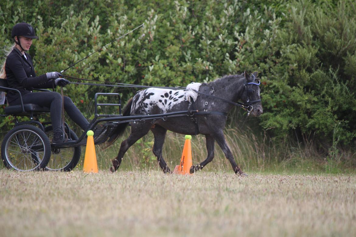 Knabstrupper Moselunds Jasmin billede 9