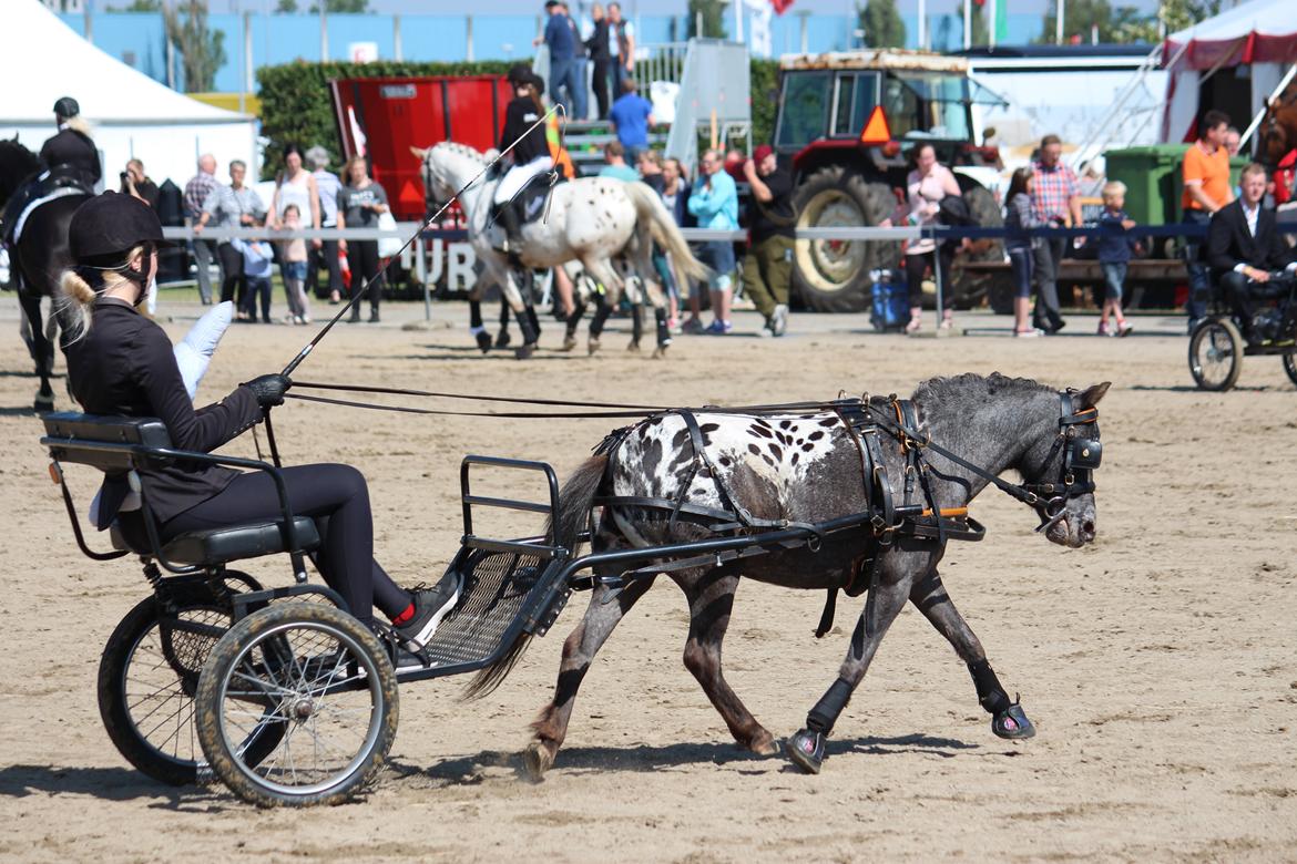 Knabstrupper Moselunds Jasmin billede 12