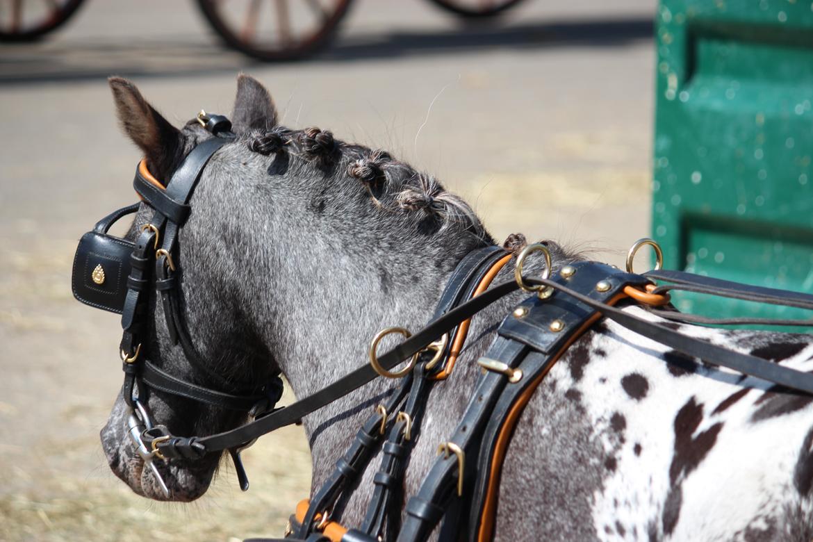 Knabstrupper Moselunds Jasmin billede 13