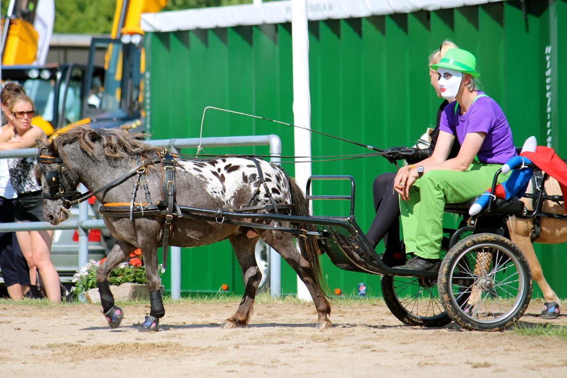 Knabstrupper Moselunds Jasmin billede 14