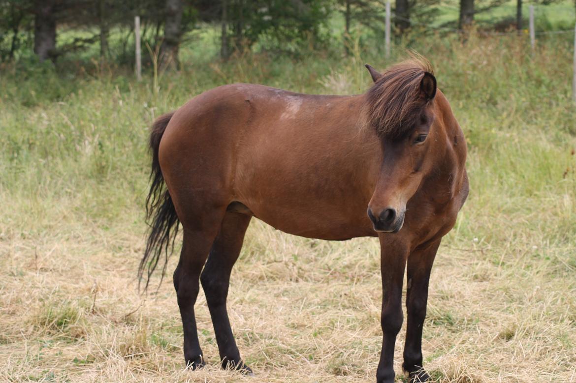 Islænder Eydis fra Valhalla billede 12