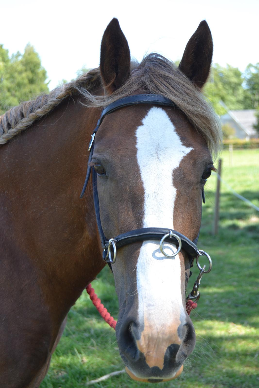 Welsh Cob (sec D) Epona *prinsesse* billede 14