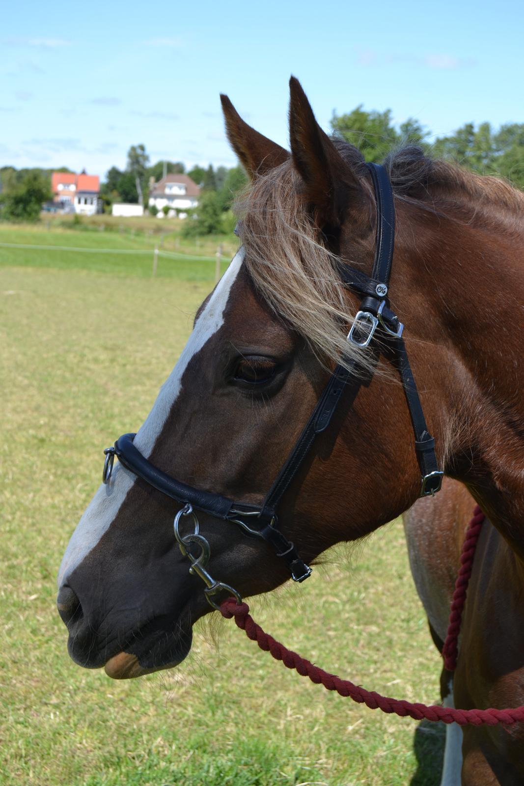 Welsh Cob (sec D) Epona *prinsesse* billede 9