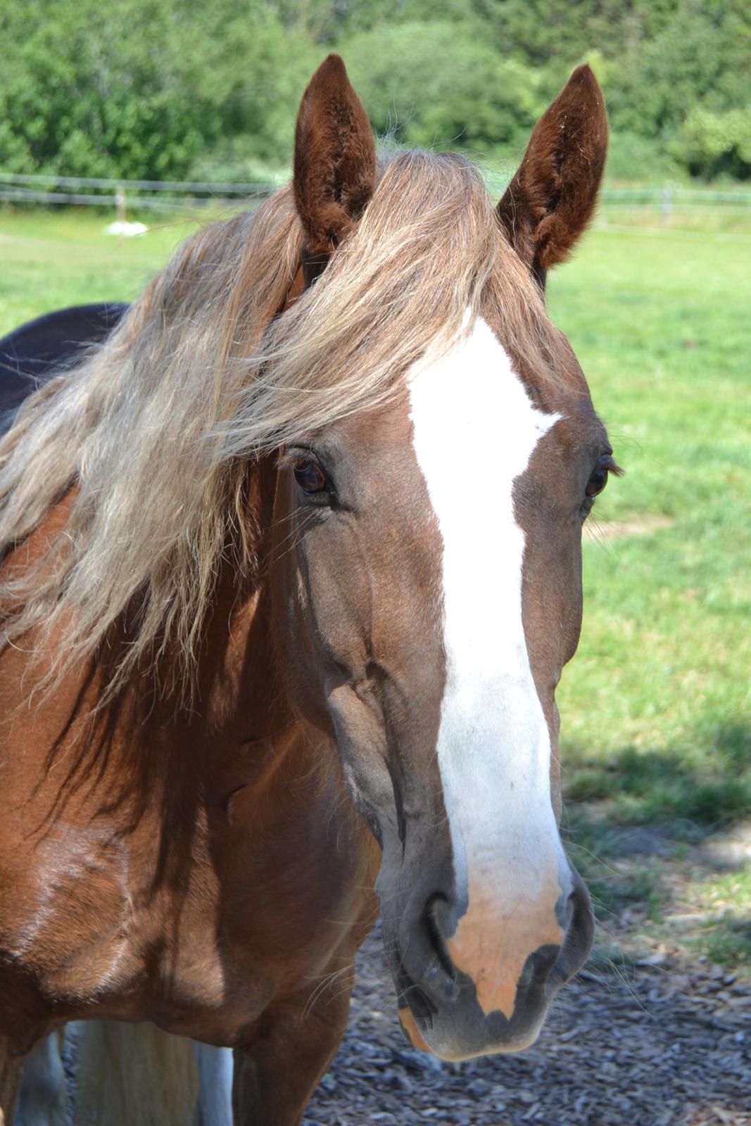 Welsh Cob (sec D) Epona *prinsesse* billede 12