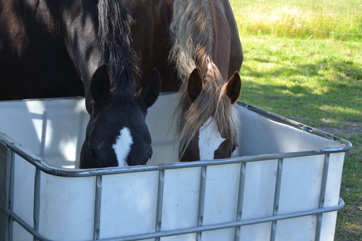 Welsh Cob (sec D) Epona *prinsesse* billede 20