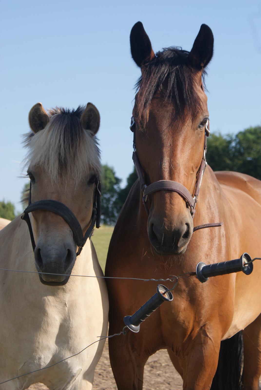 Dansk Varmblod STENKISTEKÆRS KITTE KRY *Kitte* billede 10