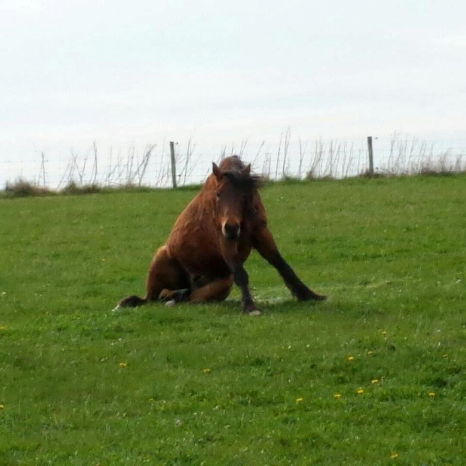 Connemara Elmelys Godfather<3 - Han er sgu lækker ;-) billede 6