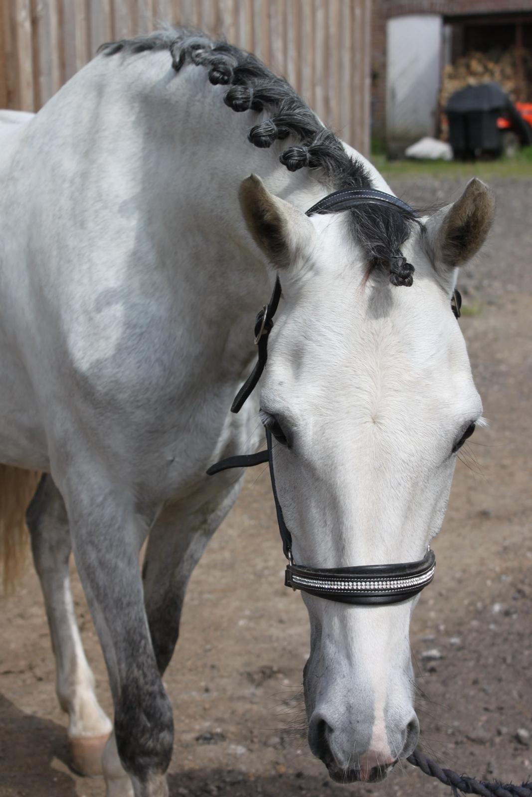 DSP Bakkegaarden's Triple Perfect - Triple <3 billede 3