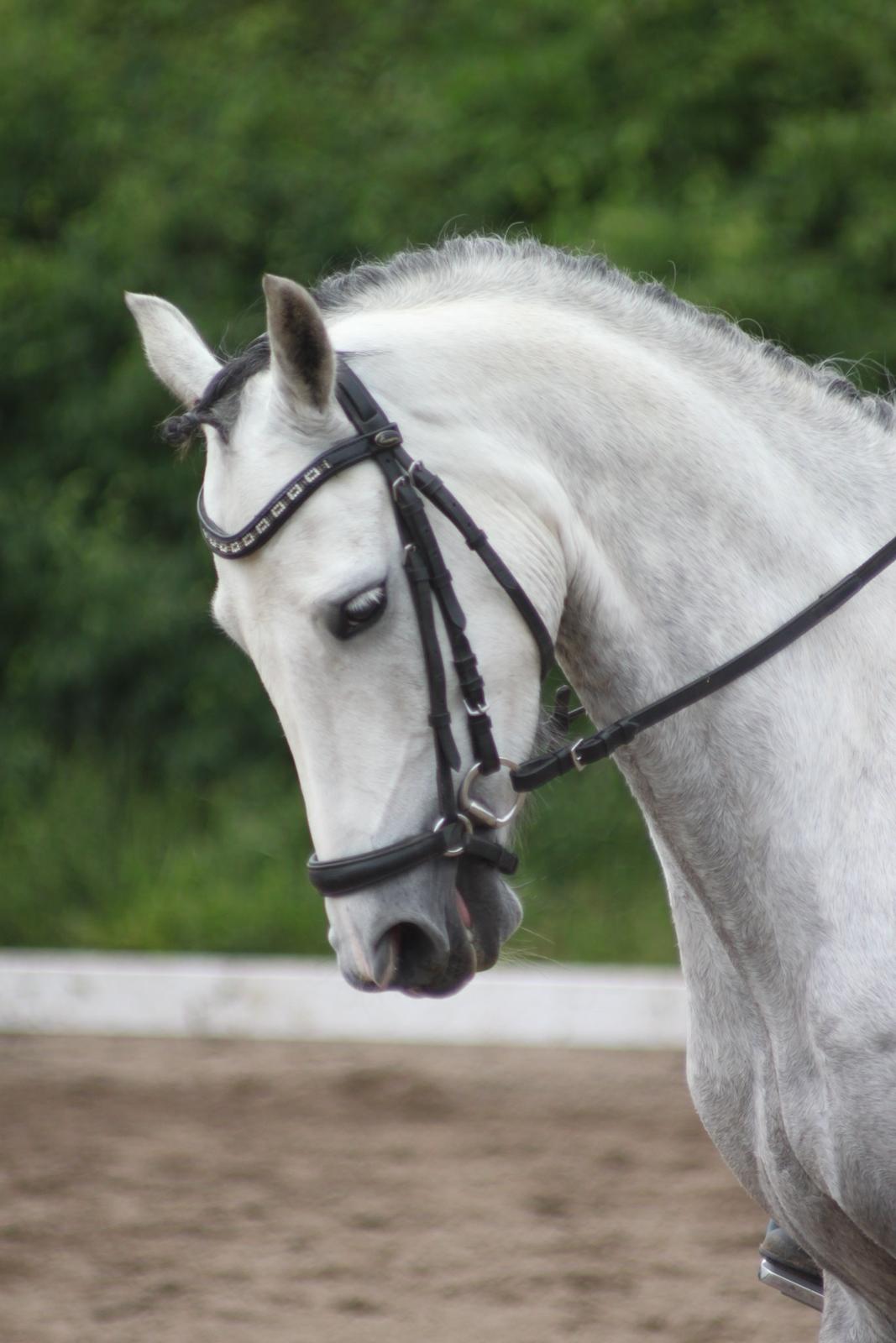 DSP Bakkegaarden's Triple Perfect - Den lille guldpony <3 billede 5