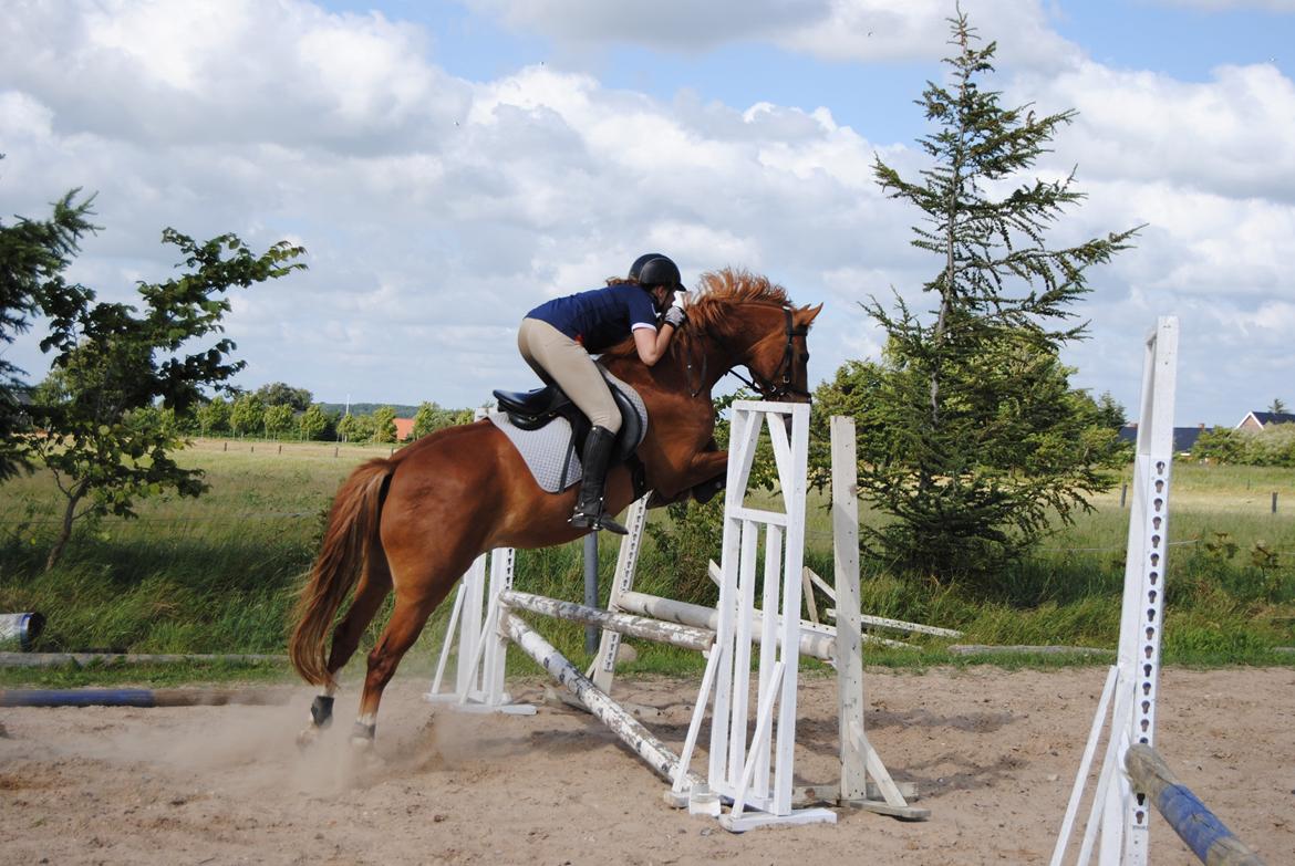 DSP Glerupgaard´s Weis - Weis til spring undervisning sommer 2014 billede 3