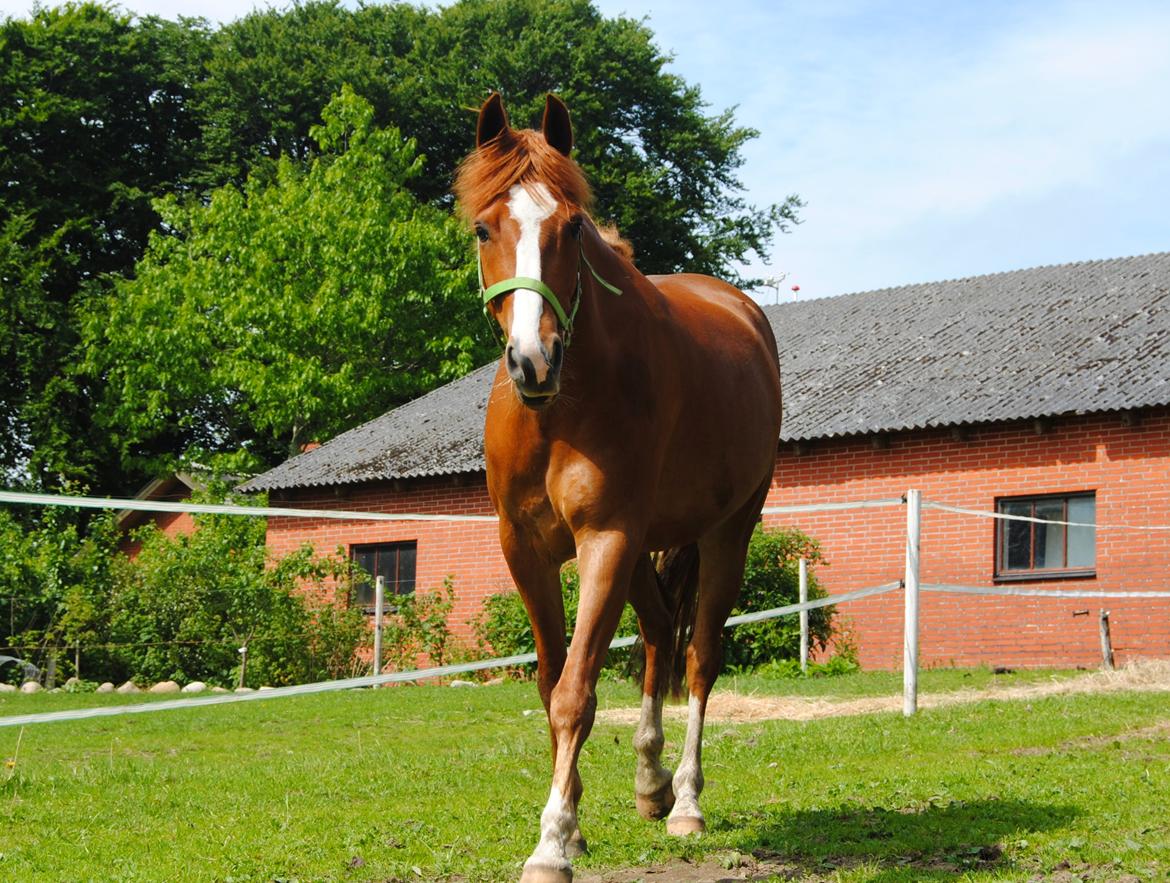 DSP Glerupgaard´s Weis billede 2