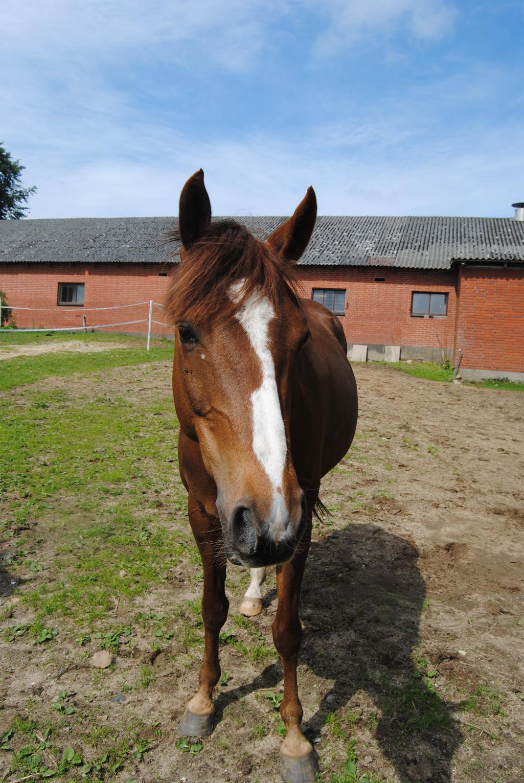 DSP Glerupgaard´s Sanita - Glerupgaard´s Sanita sommer 2014 billede 1