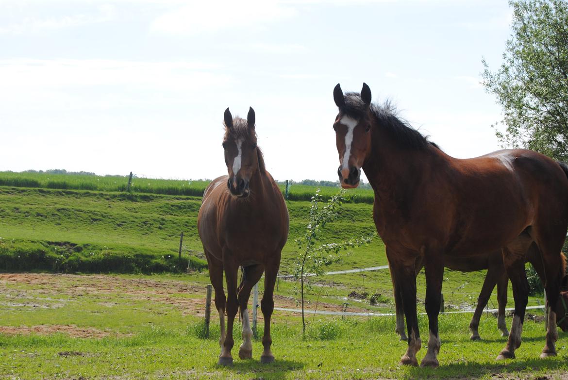 DSP Glerupgaard´s Sanita - Sanita sammen med sin halv søster Glerupgaard´s Tabita. Sommer 2014 billede 2