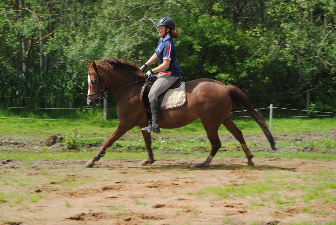 DSP Glerupgaard´s Sanita - Træning maj 2014 billede 3