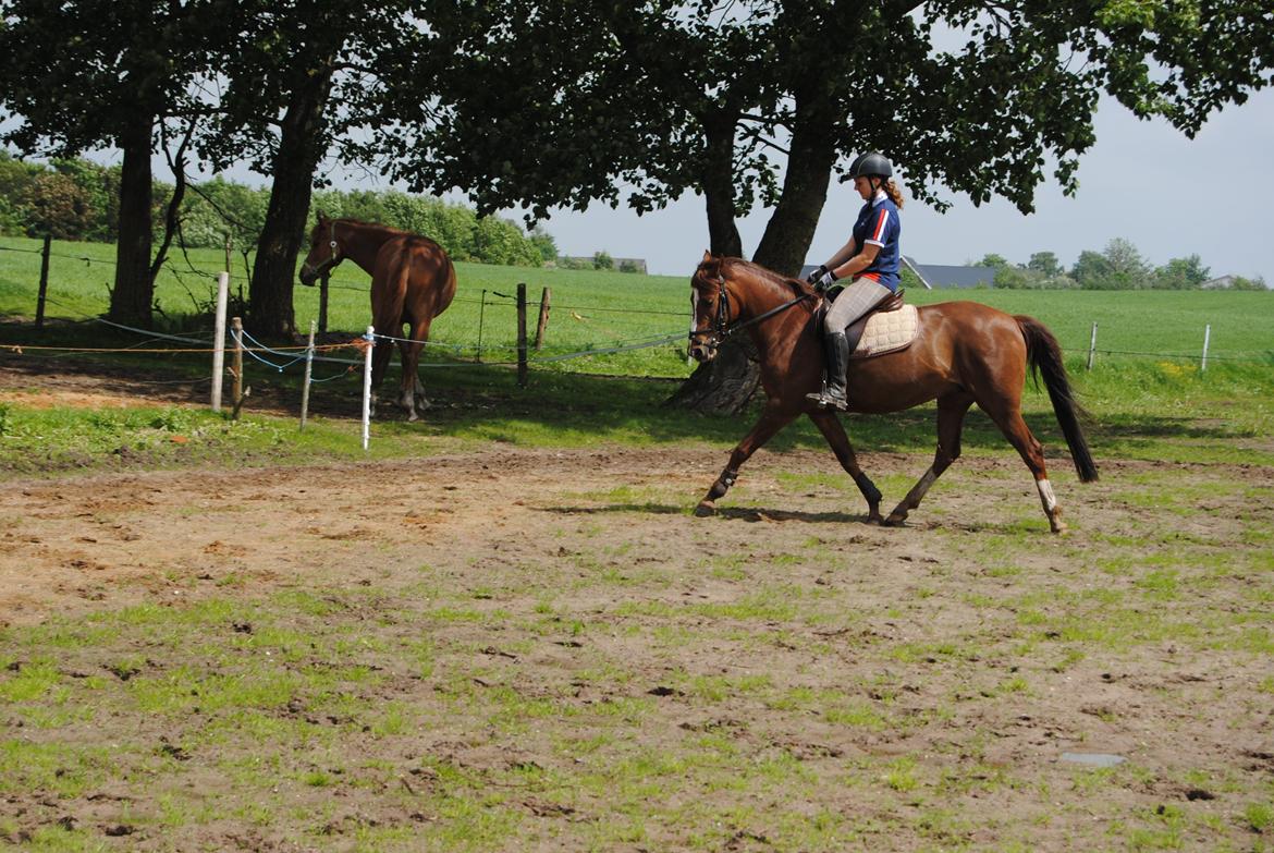 DSP Glerupgaard´s Sanita - Træning maj 2014 billede 4