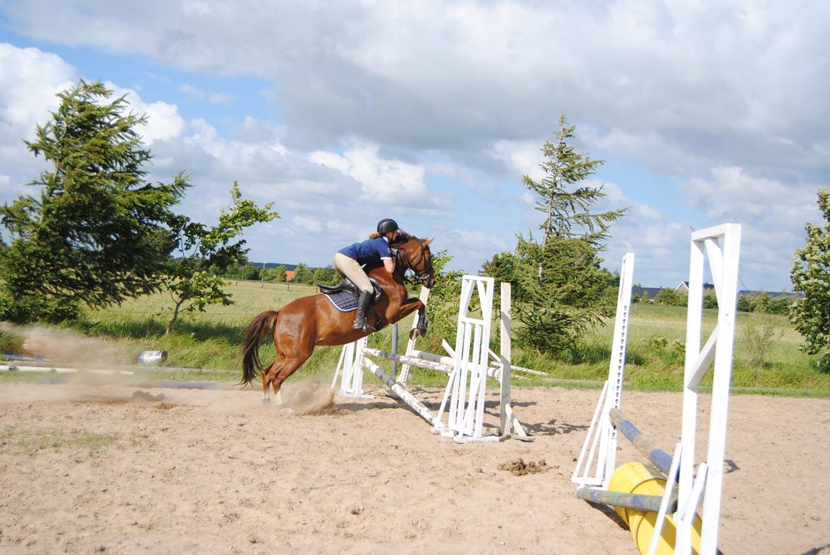 DSP Glerupgaard´s Sanita - Spring træning.                                                                  sommer 2014            billede 9