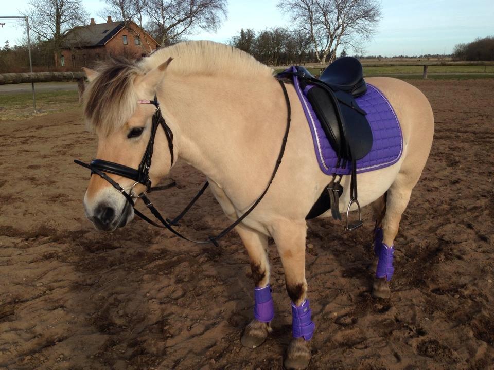 Fjordhest Thilde billede 14