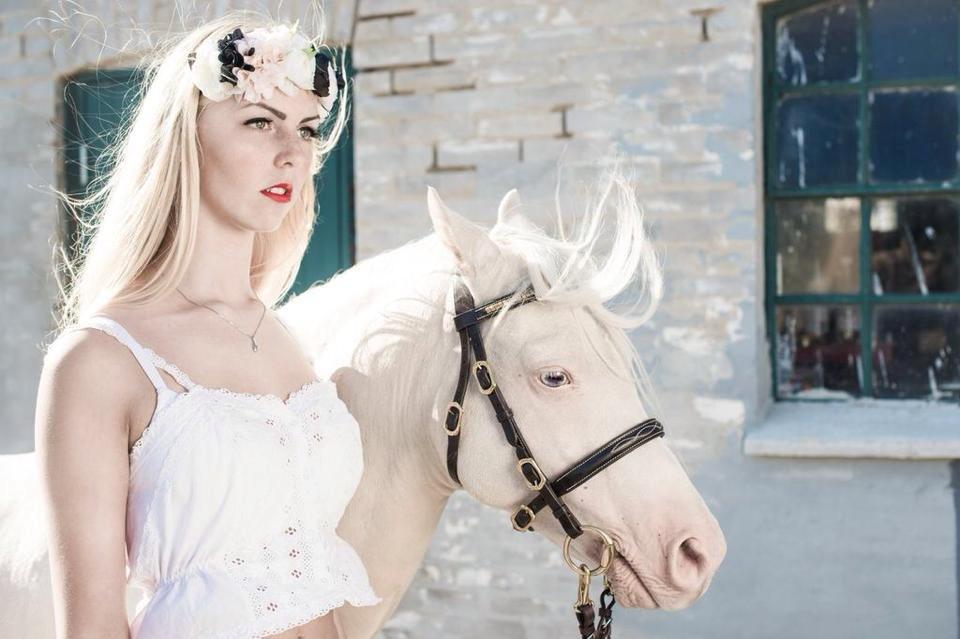 Welsh Pony (sec B) Aastrupgaards Safir, Hingst - Billederne tilhøre www.botteleth.com og må ikke bruges af andre billede 2