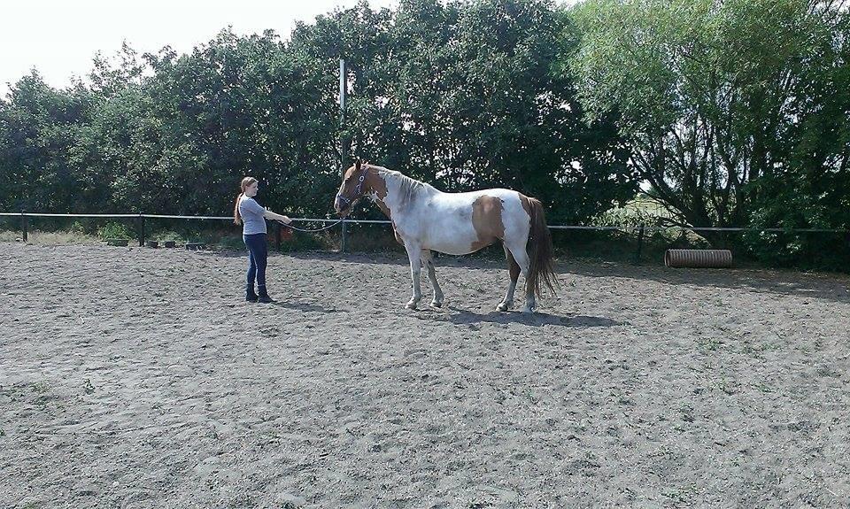 Anden særlig race Ramon (Monse) billede 15