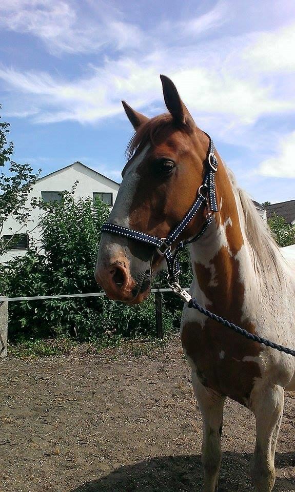 Anden særlig race Ramon (Monse) billede 13